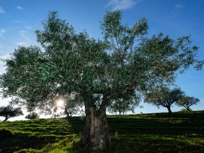 Olivicultura – enquadramento – UFCD 6286